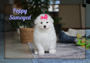 Samoyed