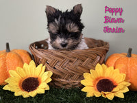 Poppy Female Teacup Biewer Terrier $4800
