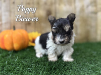 Poppy Female Biewer Terrier $2800