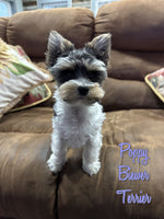 Poppy Female Teacup Biewer Terrier $3500