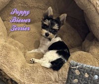 Poppy Female Teacup Biewer Terrier $4500