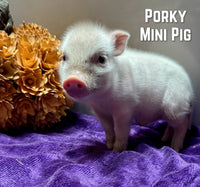 Porky Male Mini Pot Belly Pig $450