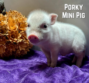 Mini Pot Belly Pig