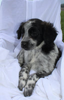 Portuguese Water Dog