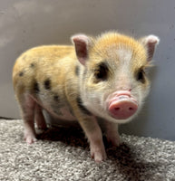 Mini Pot Belly Pig