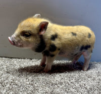 Mini Pot Belly Pig
