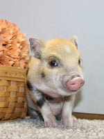Mini Pot Belly Pig