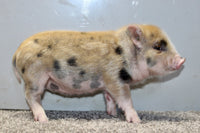 Mini Pot Belly Pig