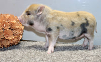 Mini Pot Belly Pig