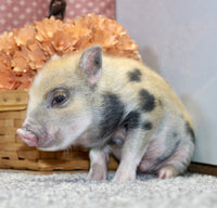 Mini Pot Belly Pig