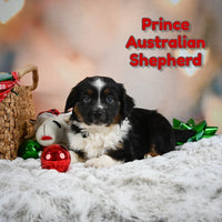 Prince Male Australian Shepherd $385