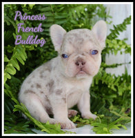 Princess Female AKC French Bulldog $3150