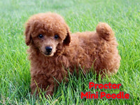 Proctor Male AKC Mini Poodle $650