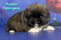 Puddin Male AKC Pekingese $3625