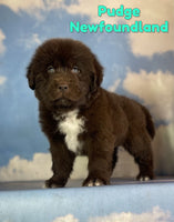 Pudge Male AKC Newfoundland $2625