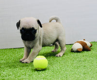 Pug