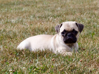 Pug