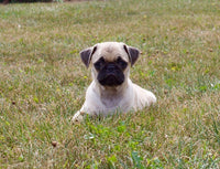 Pug