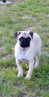Pug