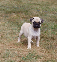 Pug