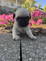 Pug