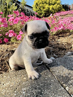 Pug