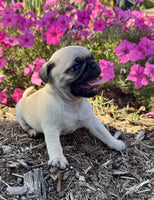 Pug
