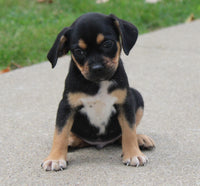 Puggle