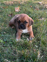 Puggle