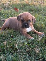 Puggle