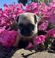Pug
