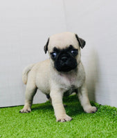 Pug