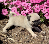 Pug