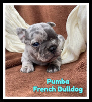 Pumba Male AKC French Bulldog $2450