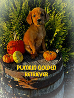 Pumkin Female AKC Golden Retriever $600