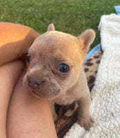 French Bulldog