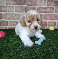Mini Poodle