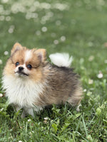 Pomeranian
