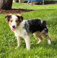 Mini Australian Shepherd