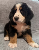 Bernese Mountain Dog