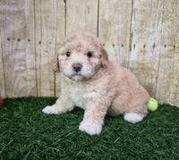  Mini Poodle