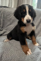 Bernese Mountain Dog