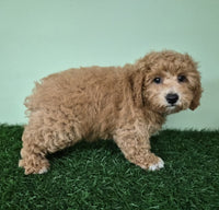 Mini Poodle