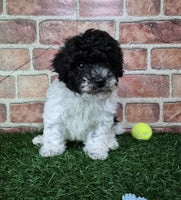 Mini Poodle