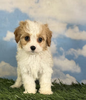 Cavapoo