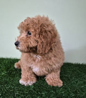 Mini Poodle