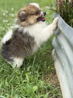 Pomeranian
