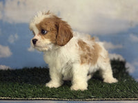 Cavapoo