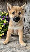 Shiba Inu