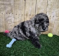 Mini Poodle